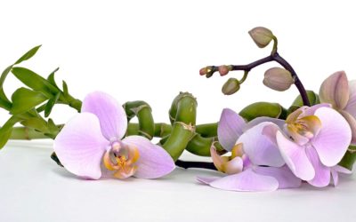 Cómo comprar orquídeas