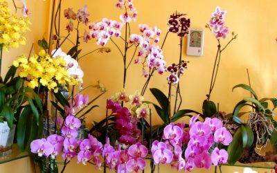 Cómo cultivar orquídeas