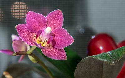 ¿Cómo se cuida una orquídea?