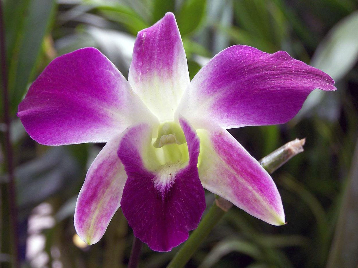 orquidea calanthe