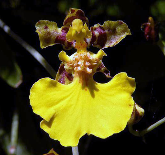 orquidea oncidium