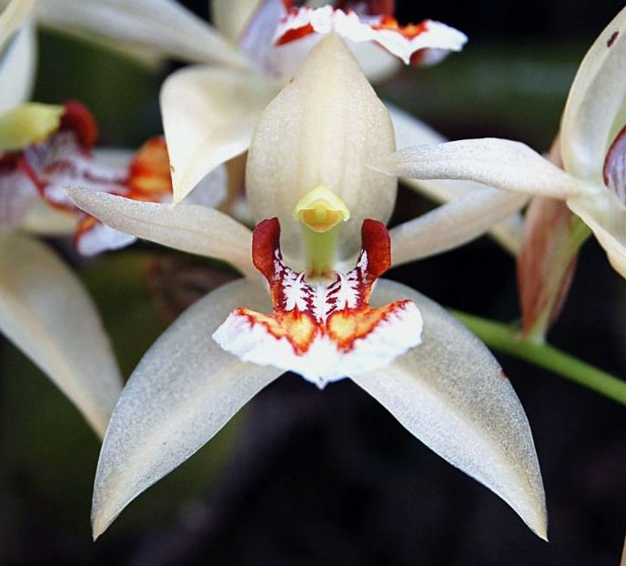 orquideas Coelogyne
